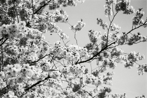 Spring in Vienna. Ilford Delta 100 35mm Film.